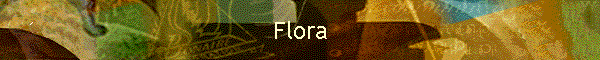 Flora