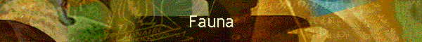 Fauna